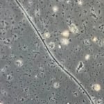 Previous Post Image