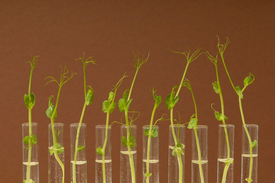 Nitrogen Fixation