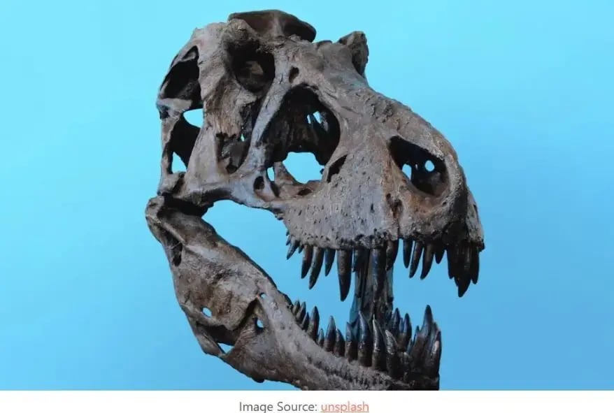 Career in Paleontology- Study of Fossils