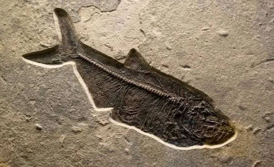 Microscopic Fossils