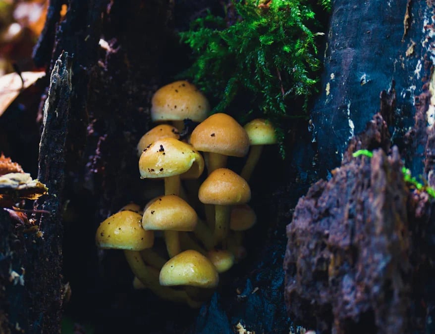 Mycology