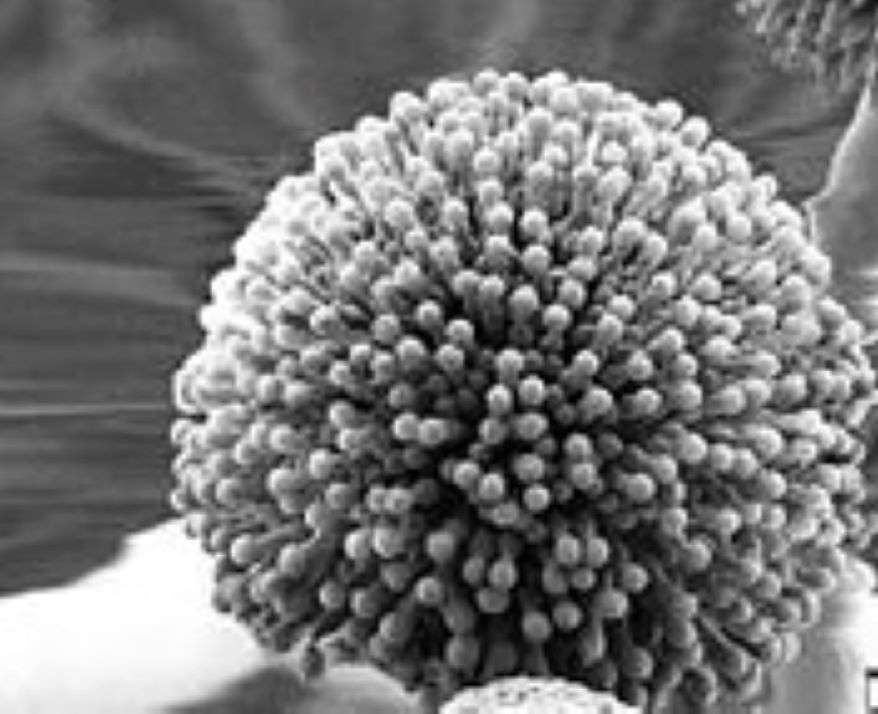 Aspergillus Niger