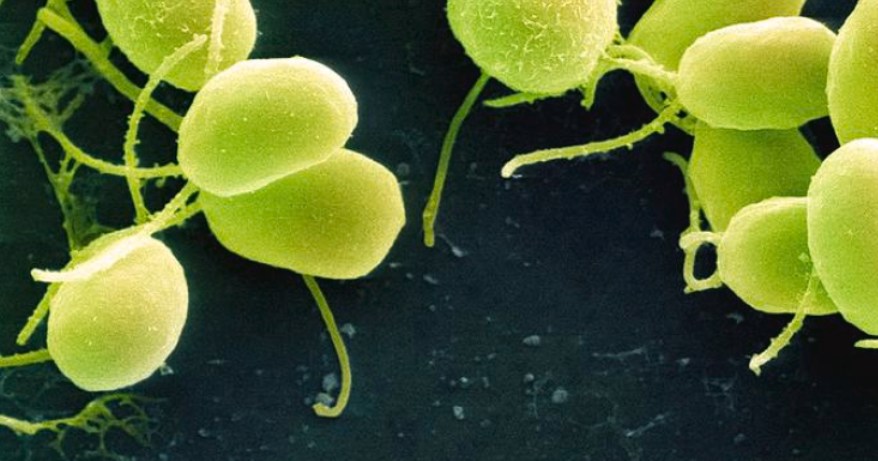 Chlamydomonas reinhardtii