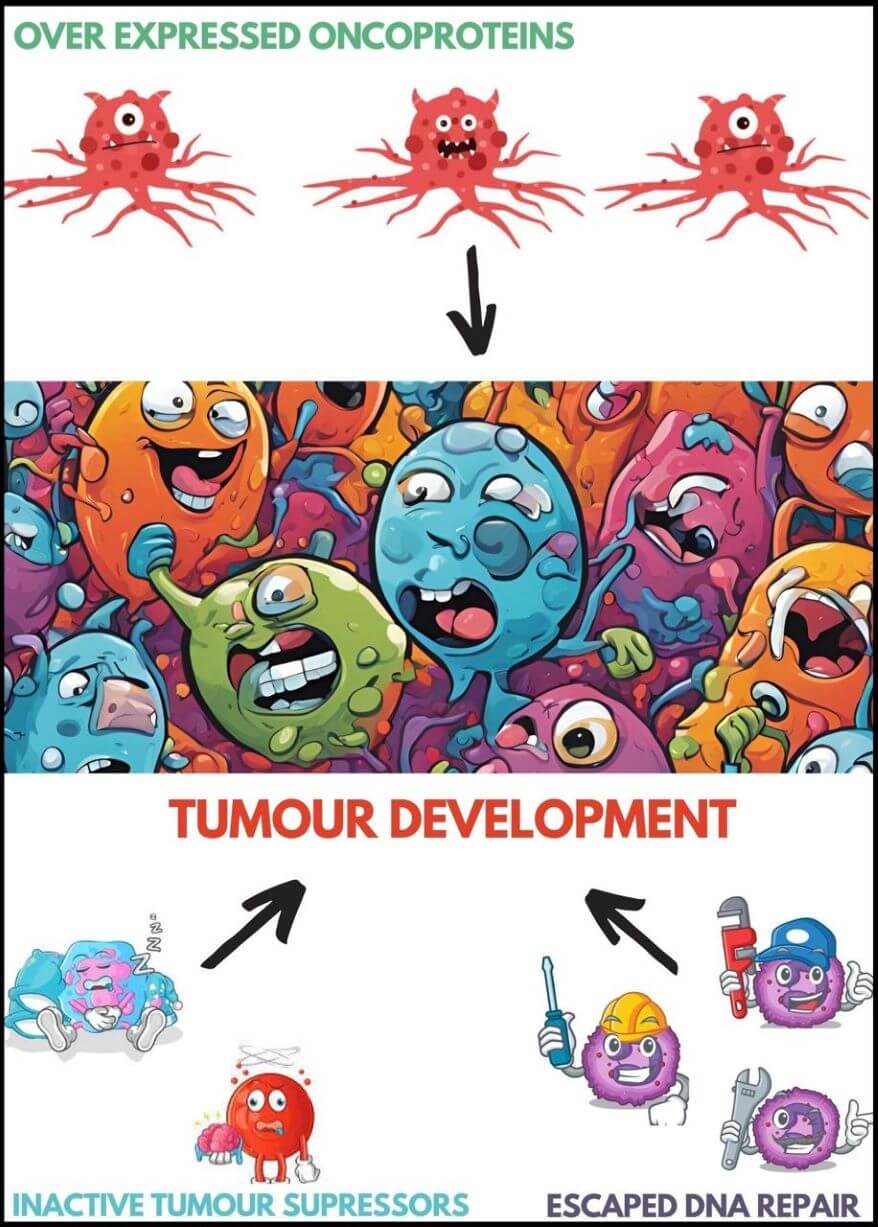 Cancer Causes: The Imbalance Between Growth and Control Resulting in Cancer Development
