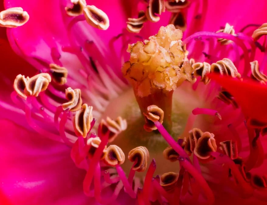 Monoecious Plants
