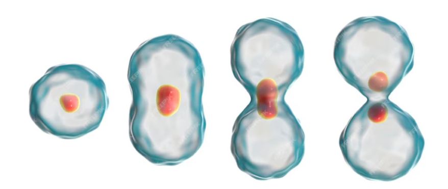 Mitosis