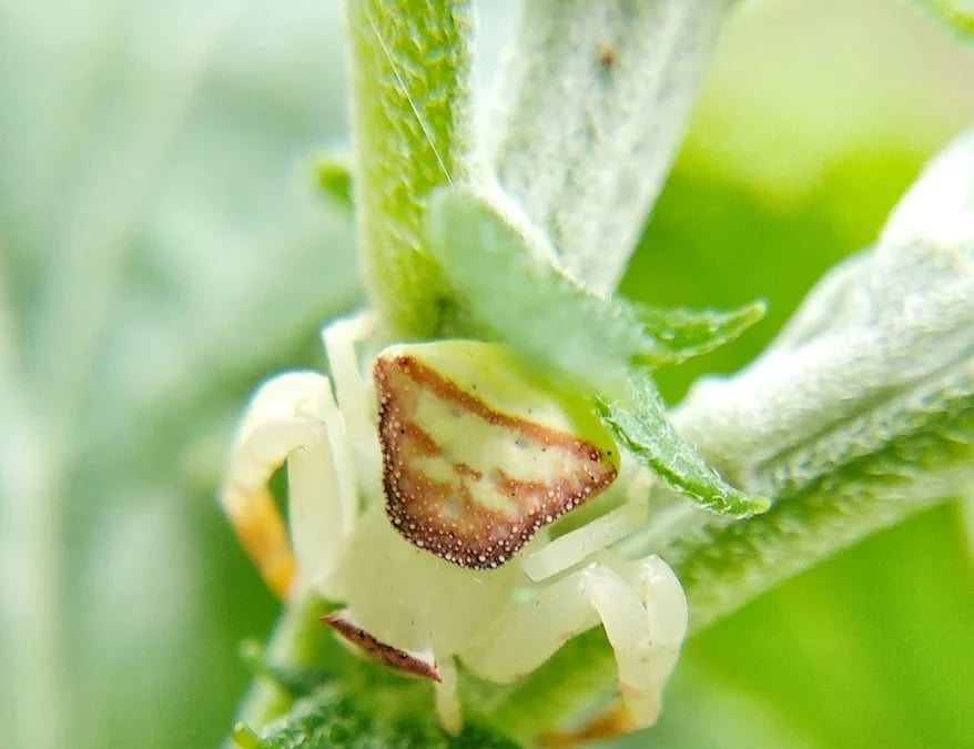 Identify Plant Parts