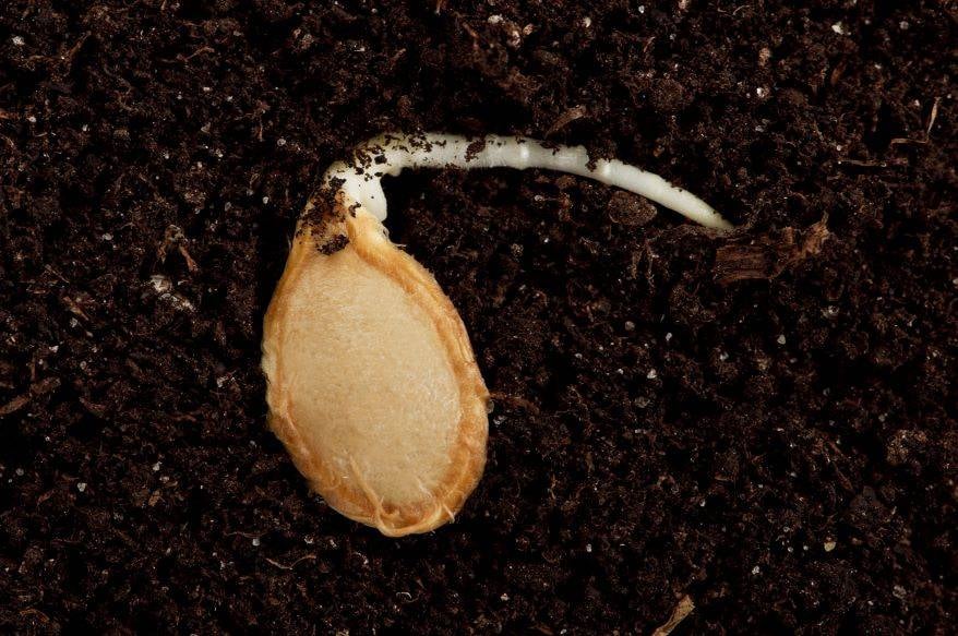 Parts of Seeds