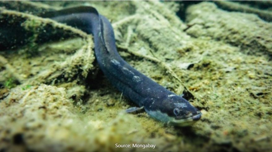 Eel fish found at the Italy's Po river