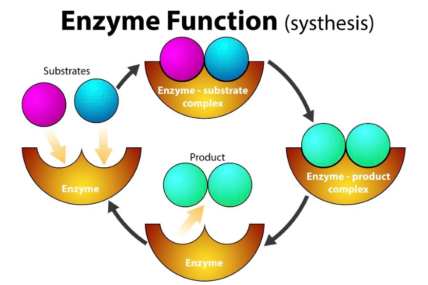 Enzyme catalyzed reactions in biochemistry