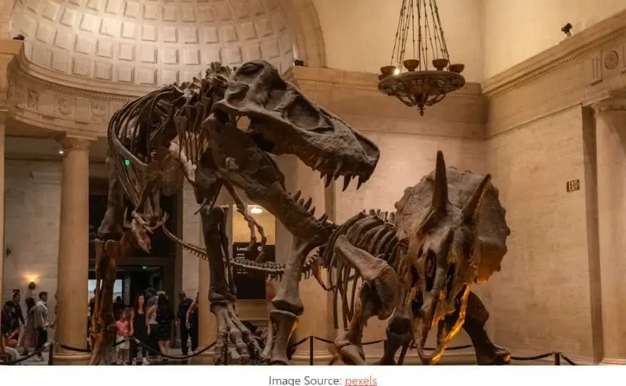 Dinosaur Fossils