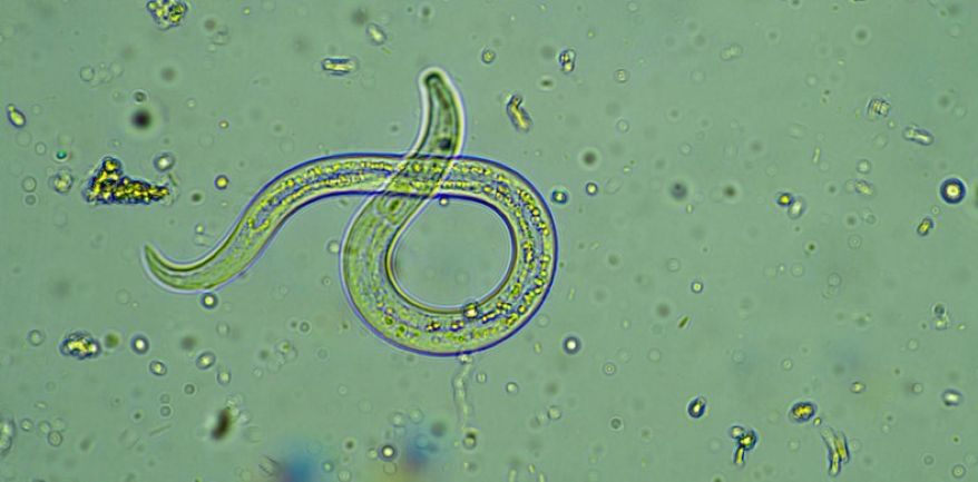 Parasitic Infections in the Body