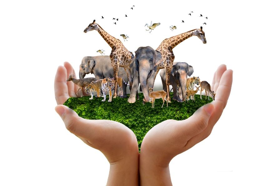 Wildlife