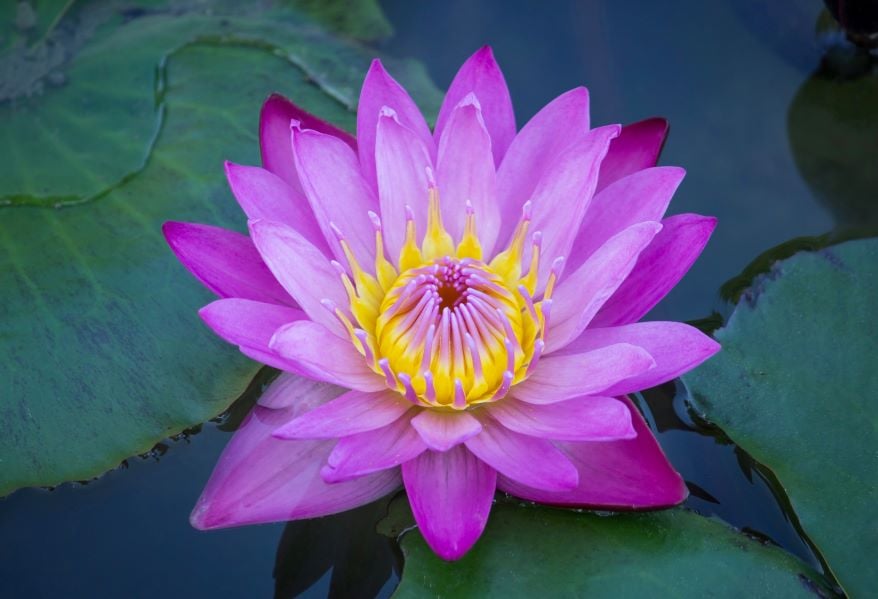 Scientific Name- Nelumbo nucifera