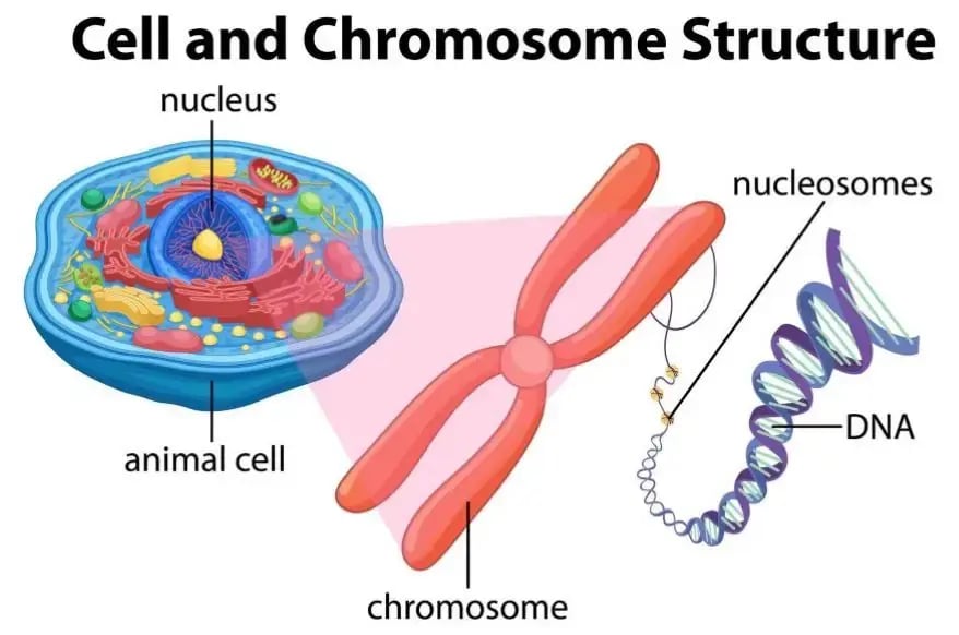 Cell organisation 