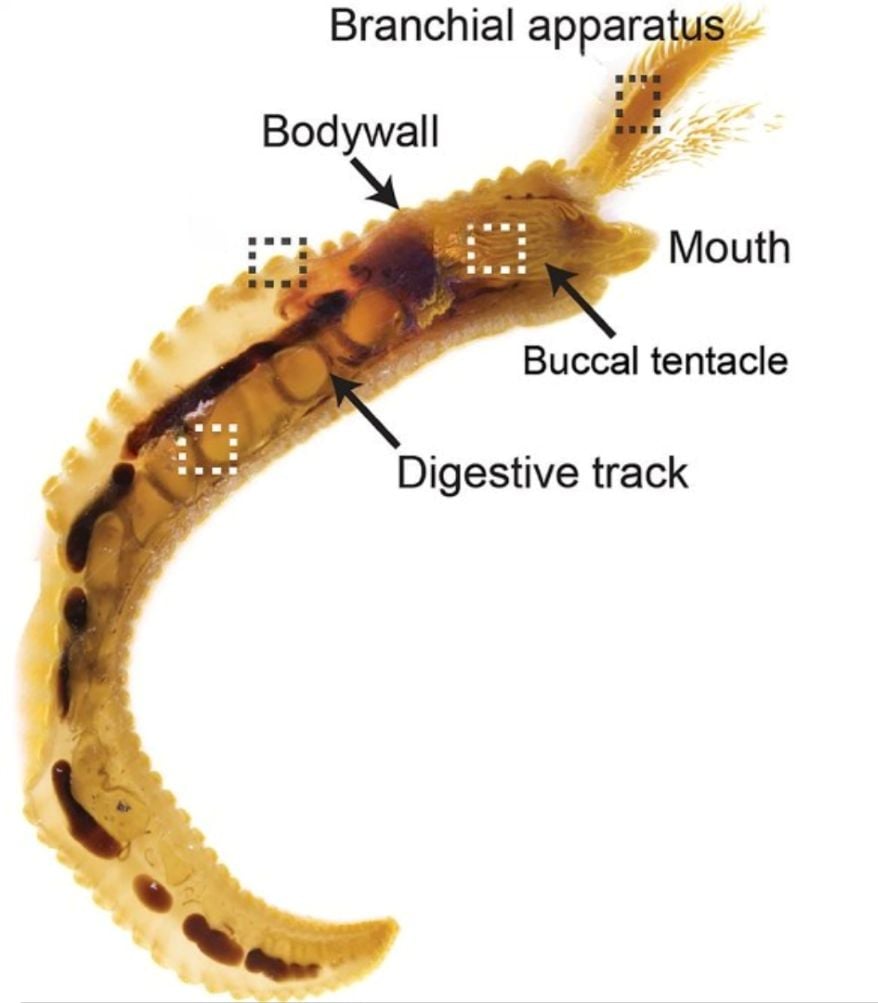 Deep-Sea Worm (Source: doi: https://doi.org/10.1371/journal.pbio.3003291.g003)