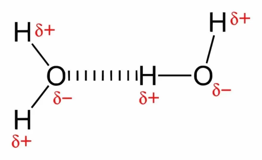 The given image shows hydrogen bonding in water molecules. The dashed lines denote the bond.