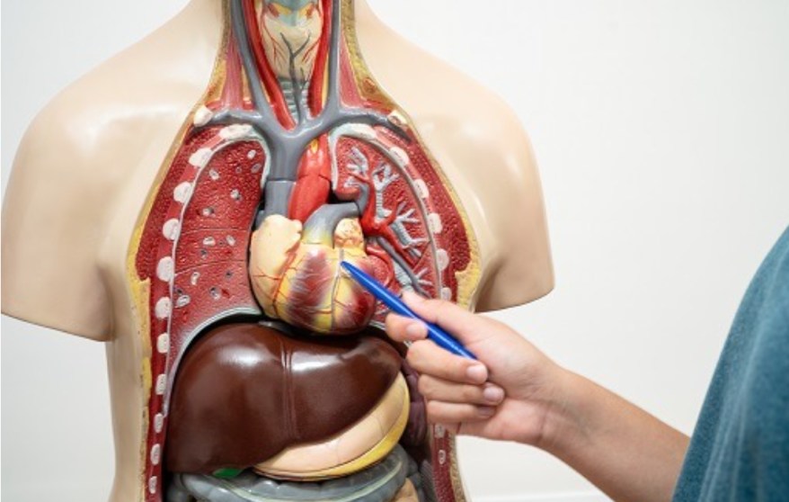 Cardiovascular System