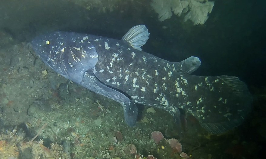 Rediscovery of the Coelacanth
