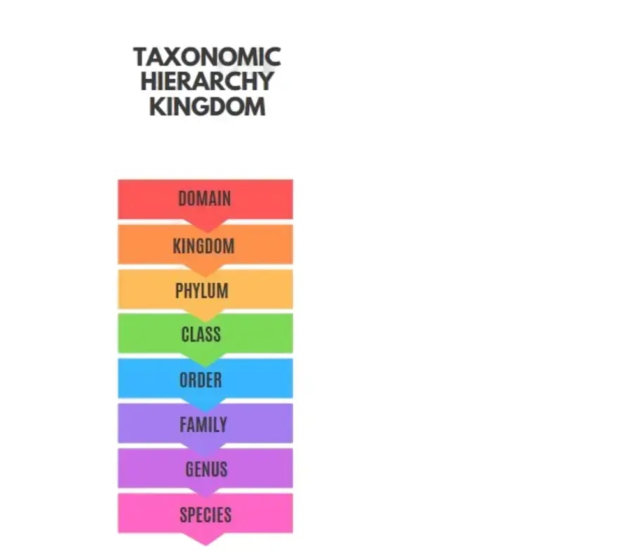 Taxonomic Hierarchy Kingdom Levels