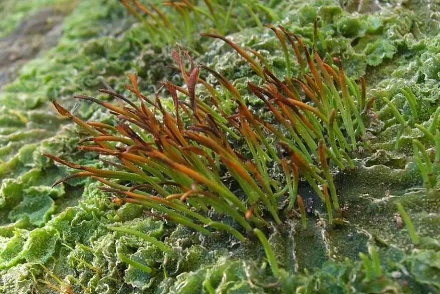 Bryophytes Classification- Hornworts (Source: Wikipedia)