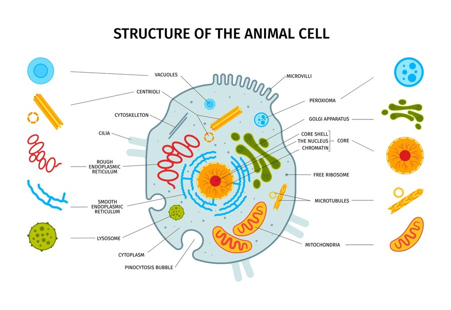 Structure of the Animal Cell
