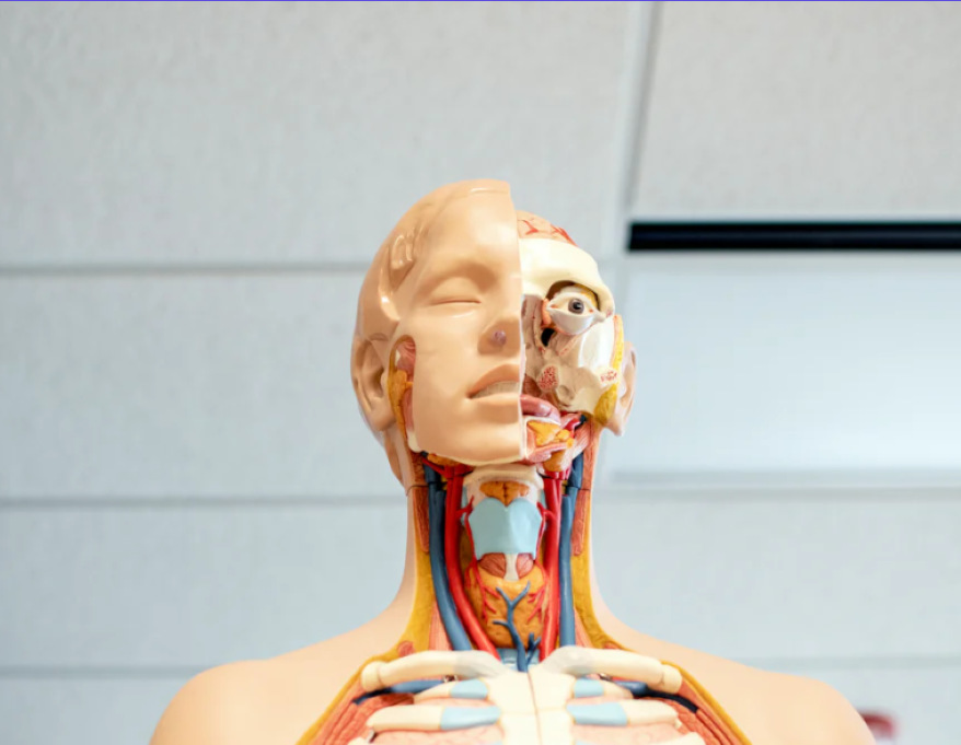Skeletal System