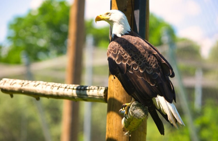 Eagle