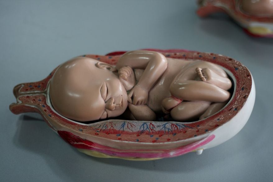 Human Embryology