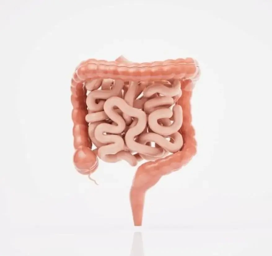 Digestive Part- Intestine