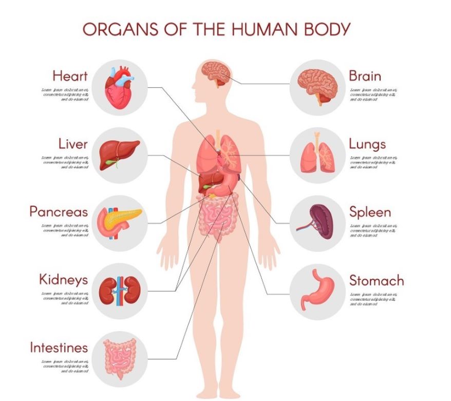 Understanding Human Physiology