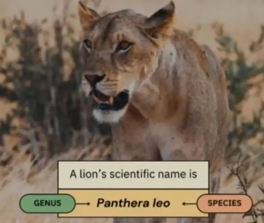 Species Classification