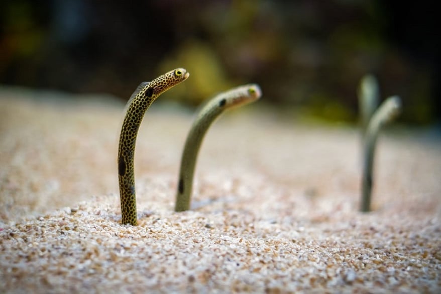 eel fish