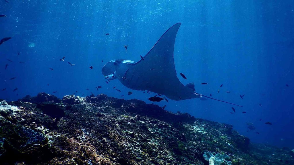 What is oceanography and its importance