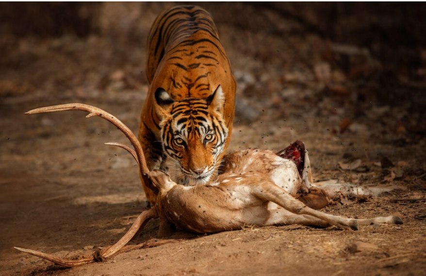 Carnivores
