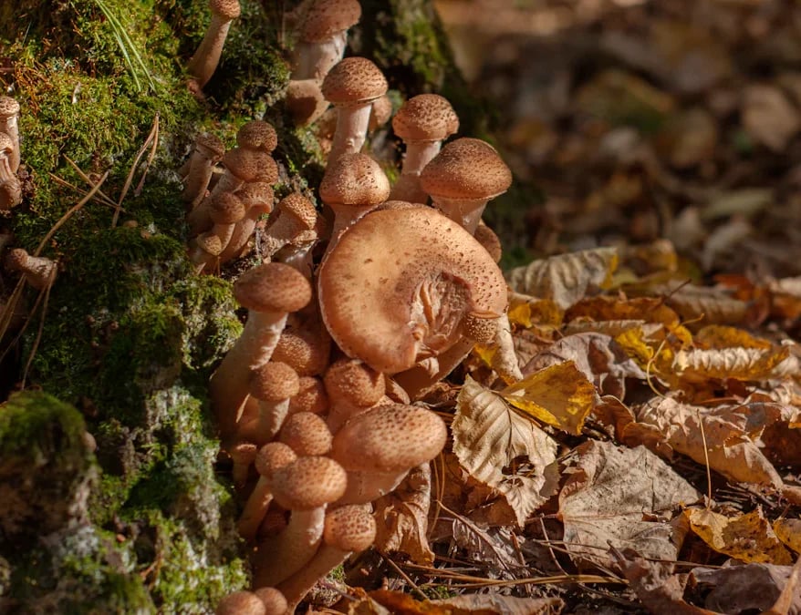 Ecological Roles of Fungus