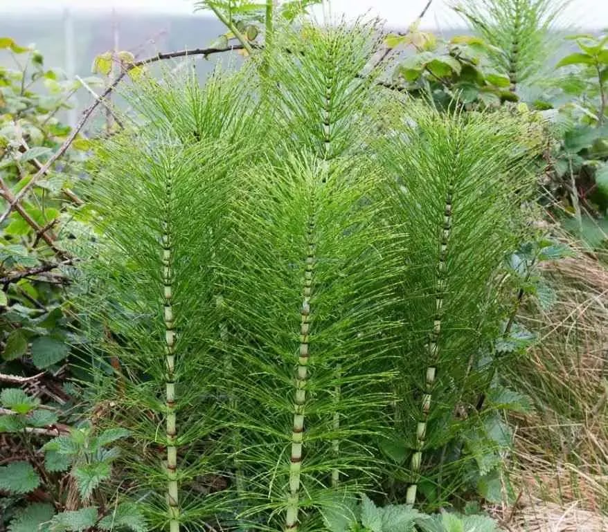 Horsetail (Equisetopsida)
