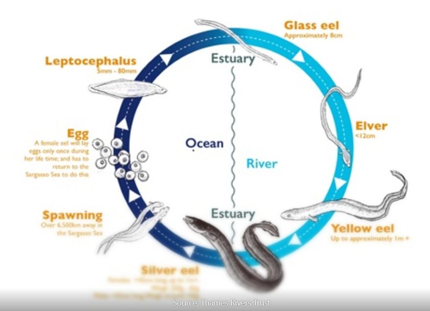 Life Cycle of Eels