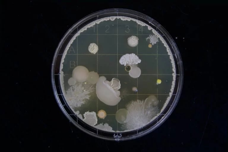 A plate filled with a diverse array of different things, perfect for exploring scientific concepts and planning for a career in STEM.