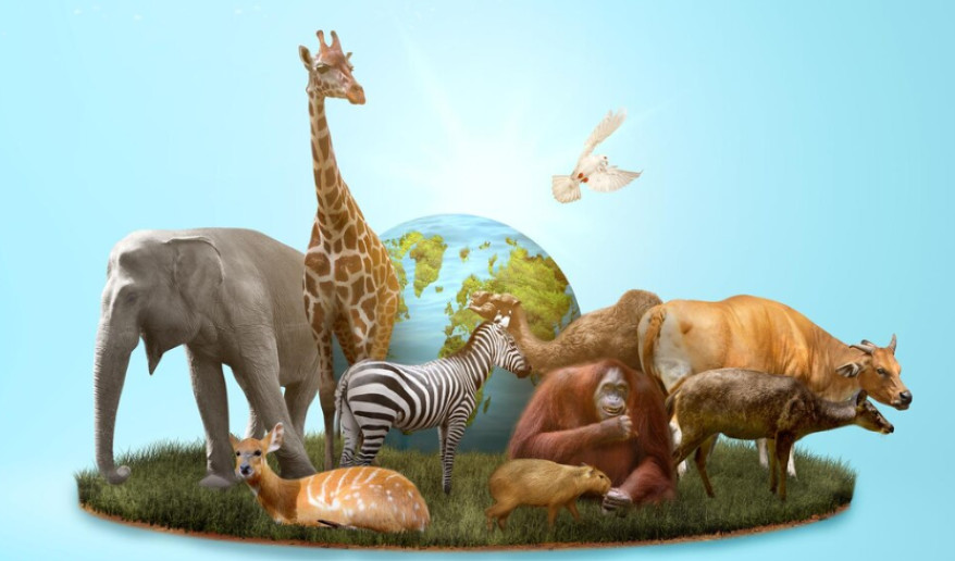 Need for Wildlife Conservation