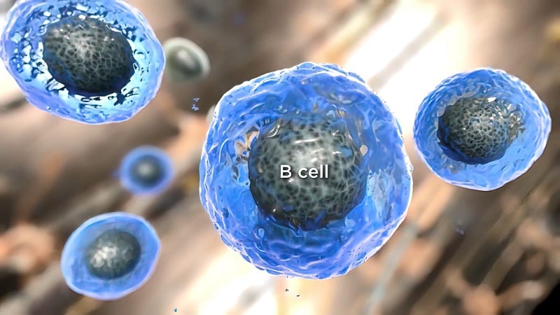 Antibody immunology system