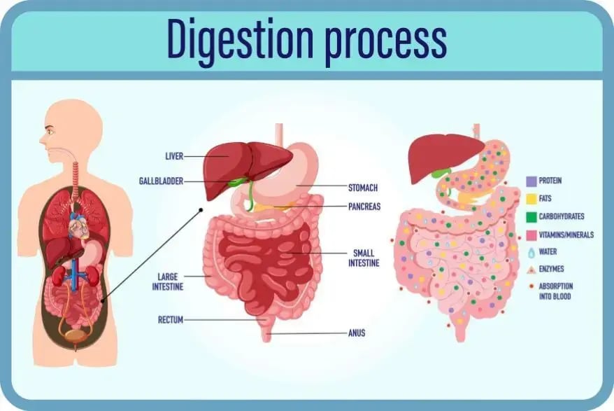 Digestion Process