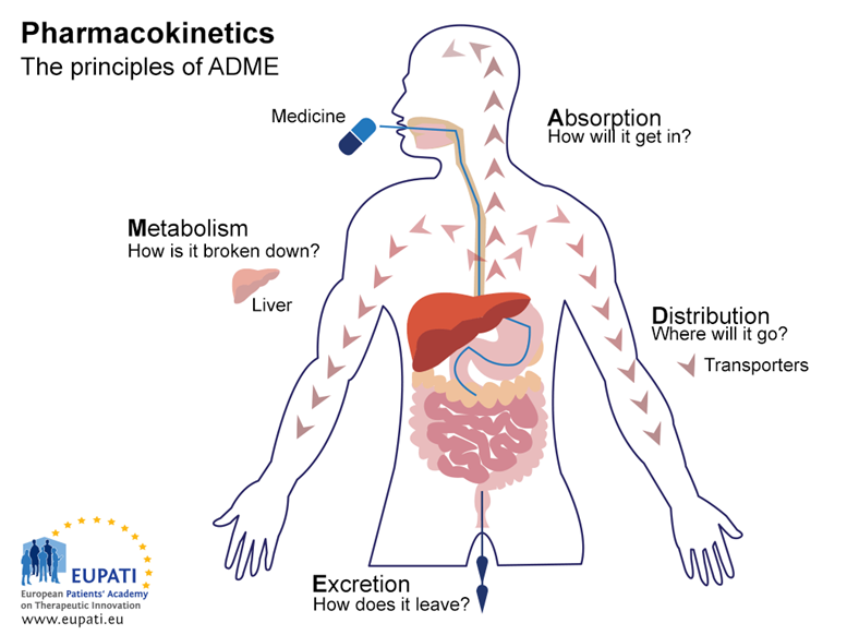 Journey of drug within the body