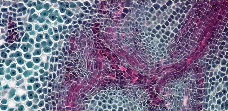 Study of Tissues Types