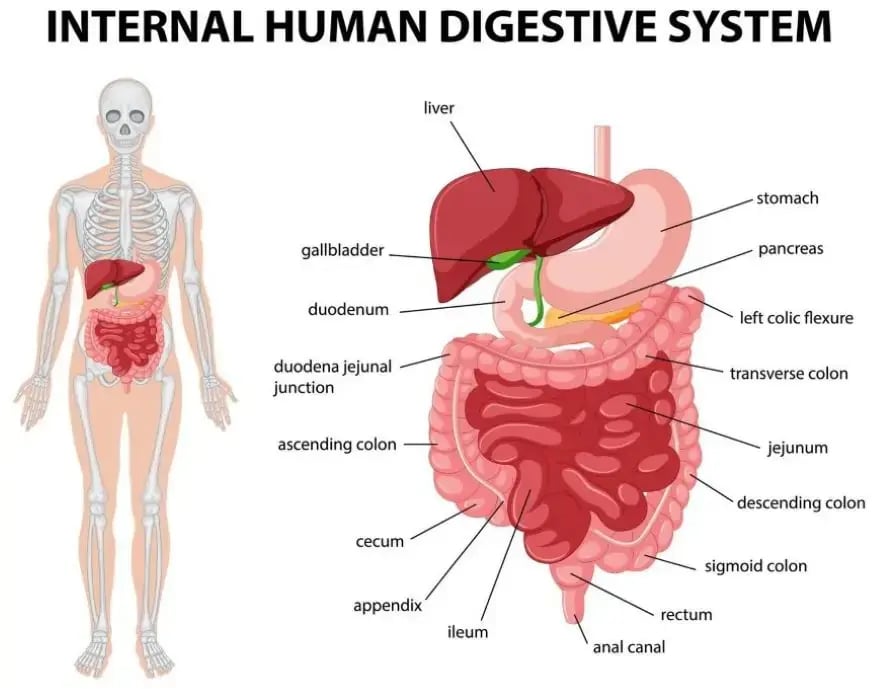 Digestive System 