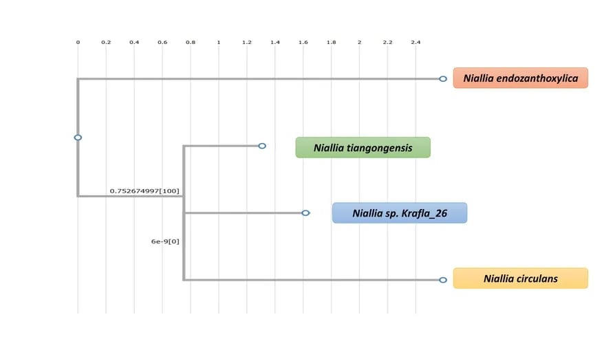 Phylogenetic tree 