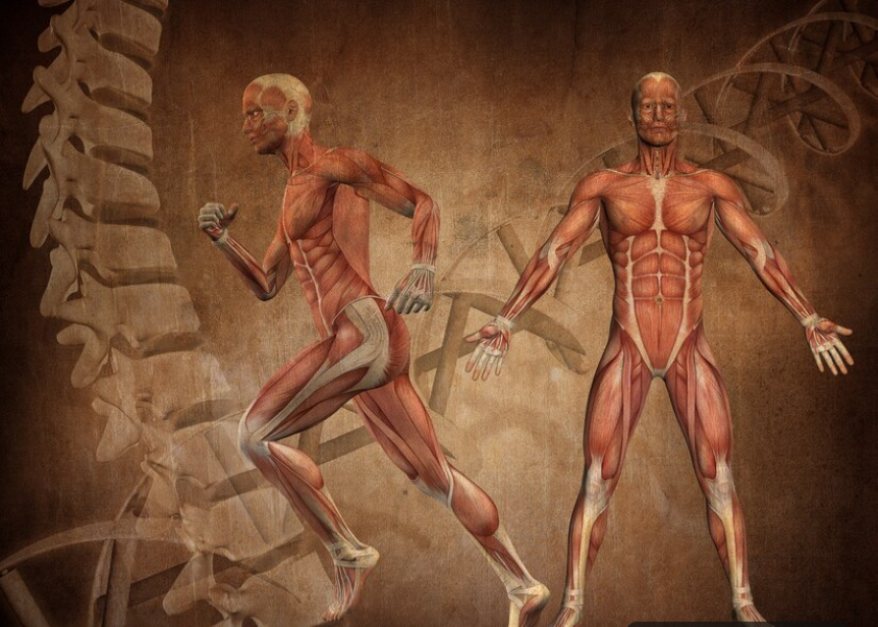 Human Anatomy Introduction