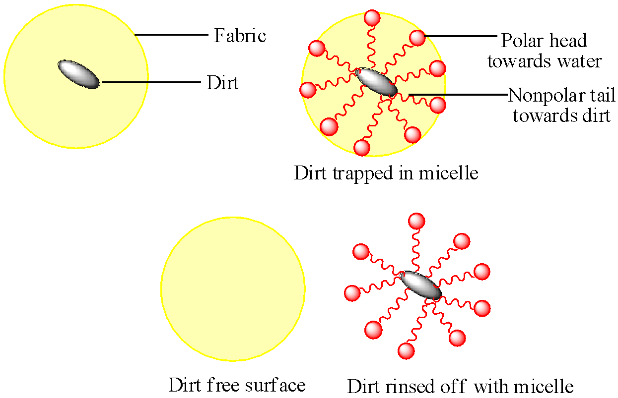Cleansing action and chemistry of soap.