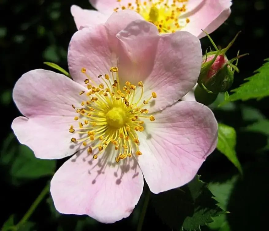 Rosa Canina
