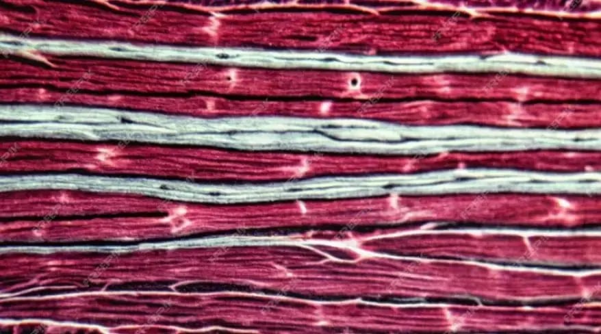 TS of Tissue